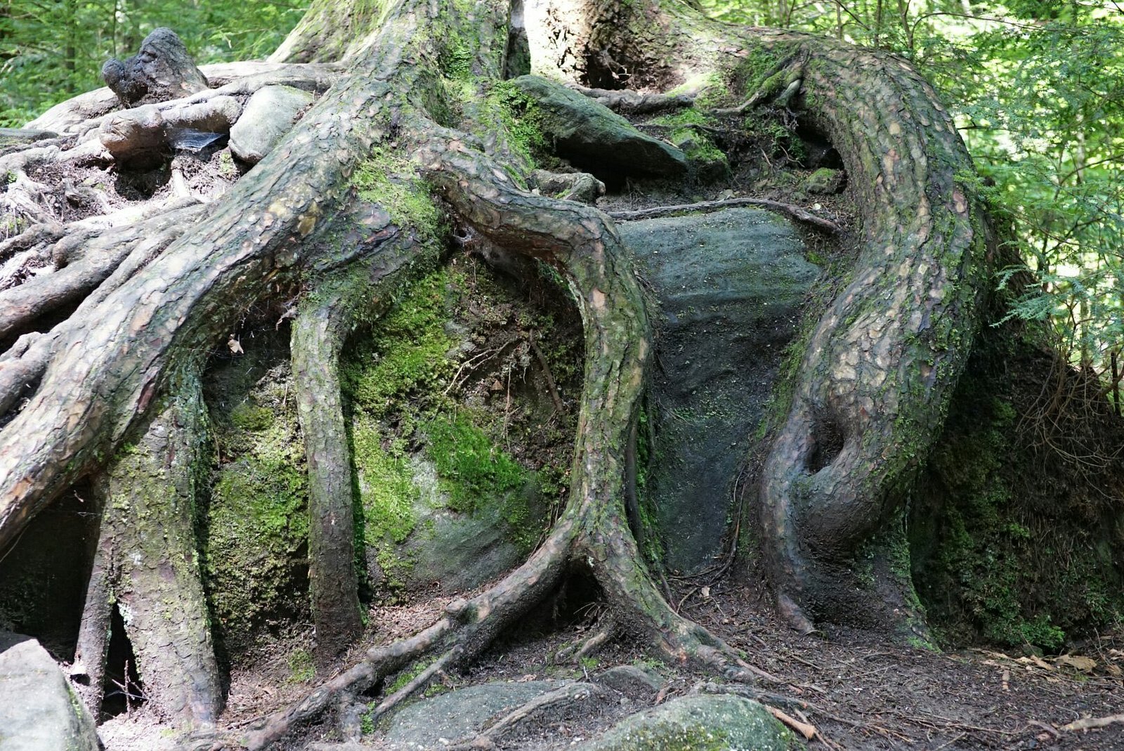 dsc09410-largejpg.jpg